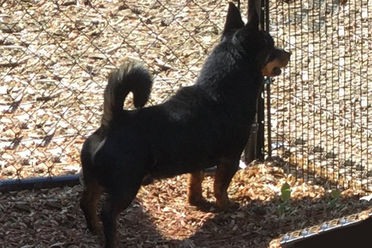 Photograph of our black and tan Lancashire Heeler, Patrick, watching attentively out the gate