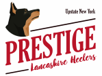 Prestige Lancashire Heelers logo