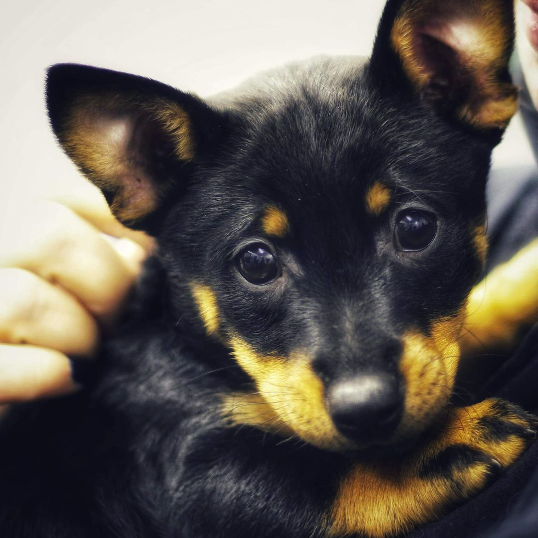Snapshot of a young Lancashire Heeler in the arms of her owner