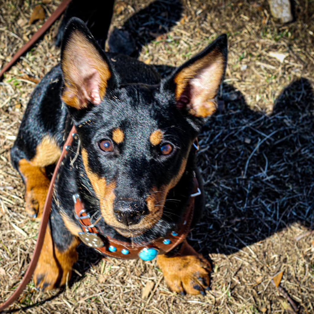 Gambit, a Lancashire Heeler looks up at the camera. He is beautifully shiny and is wearing his best leather harness with turquoise and silver ornmamentation.