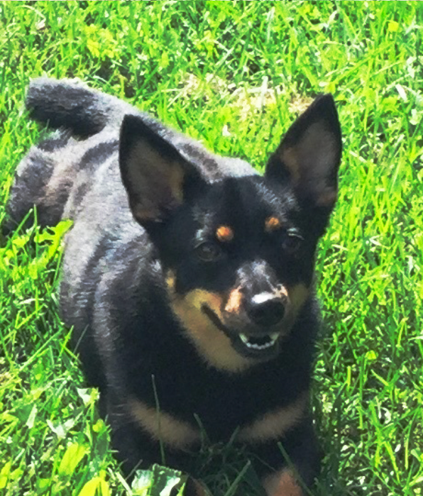 An image of Gia, a black and tan Lancashire Heeler who is a joy to live with and who makes friends wherever she goes.
