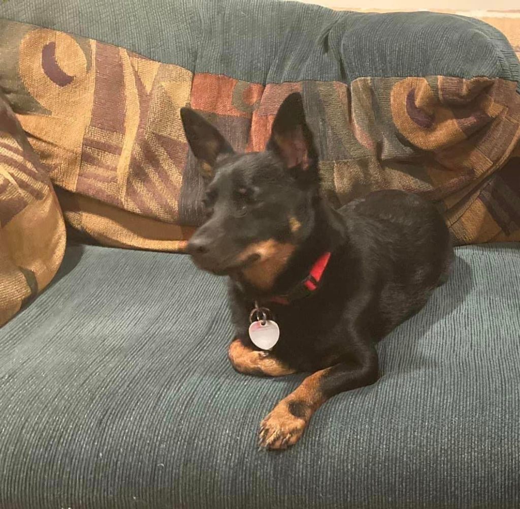Piper, a black and tan Lancashire Heeler lounges on the sofa at home.