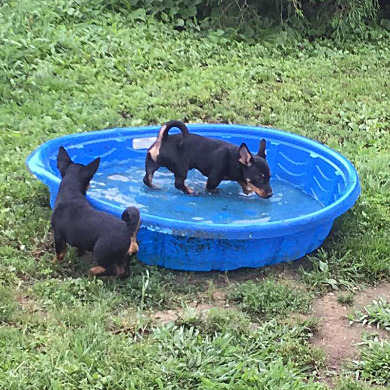 Two Lancashire Heeler dogs playing in a child's plastic pool.