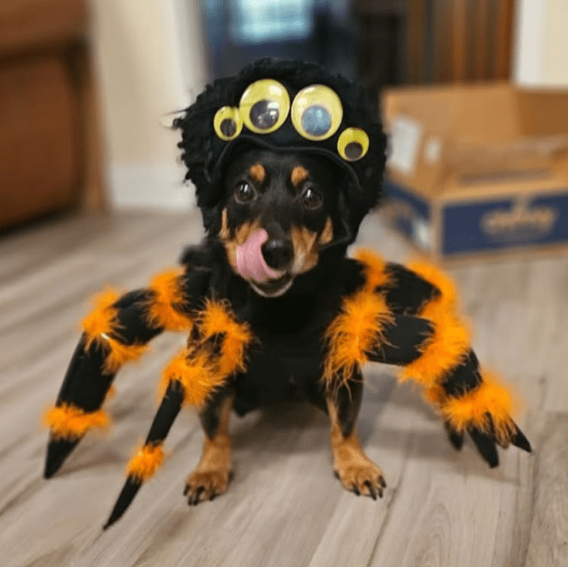 A Lancashire Heelers wears a spider costume featuring four big eyes on top of her head and eight orange and black hairy legs. She stares straight into the camera licking her lips.