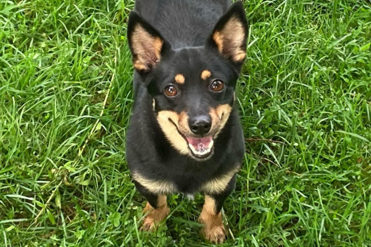 Gia, a smiling black and tan Lancashire Heeler with bubbles on her tongue, stands on green grass and looks happily up at the camera.
Prestige Lancashire Heelers.