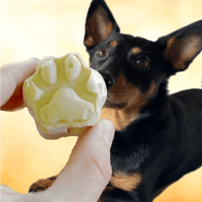 A hand holds a frozen paw-shaped treat between thumb and forefinger in front of a very attentive Lancashire Heeler.