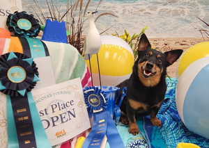 A Photo Booth with items found on a beach, a certufucate that reads "First Place Open, two large ribbon rosettes in black and tourquoise. a blue first place rosette, and a happy Lancashire Heeler, Prestige Hoxie of Kimmark.