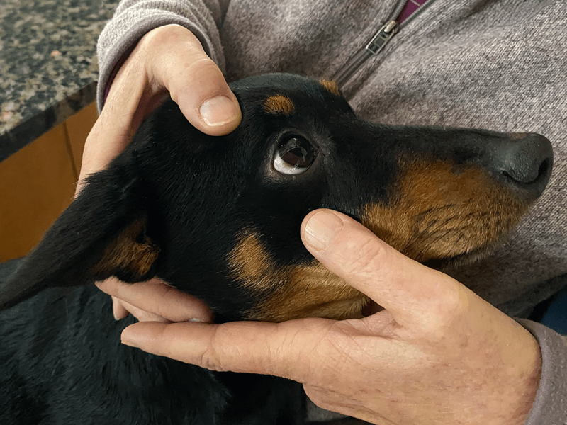 Health Screenings for Lancashire Heelers&nbsp;Explained