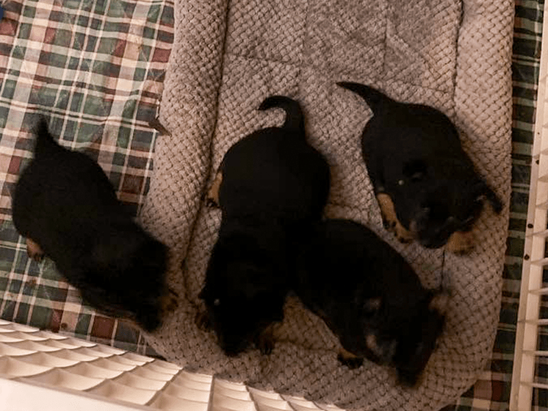 Thanksgiving Litter of Quality Puppies from International&nbsp;Breeding