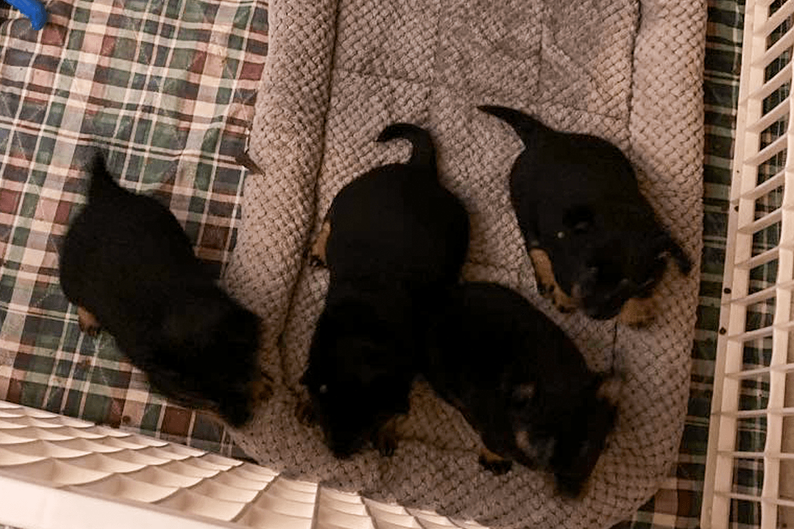 An image of four young Prestige Lancashire Heeler puppies in their welping pen.