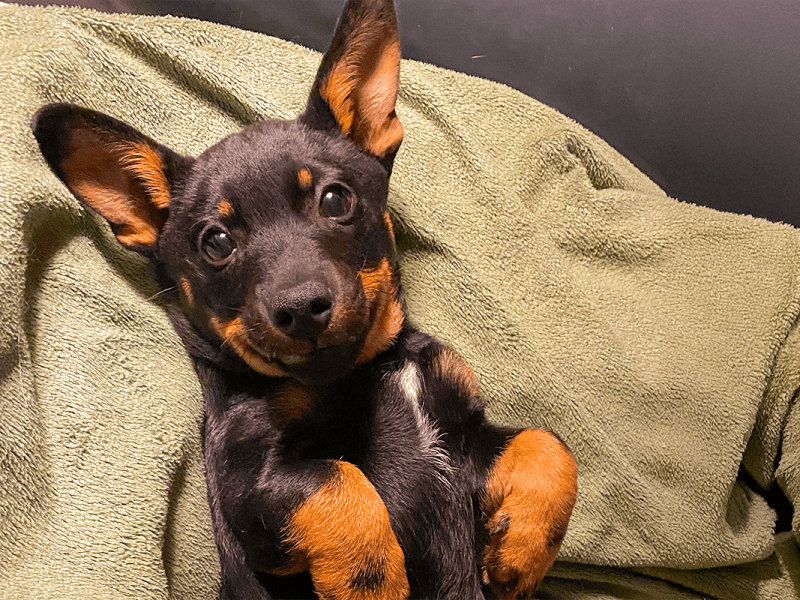 What Breeders Want to Know Before Placing a&nbsp;Puppy