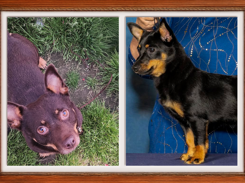 Meet the Rising Stars in Dog Shows: Lancashire Heelers Allie and&nbsp;Ziggy