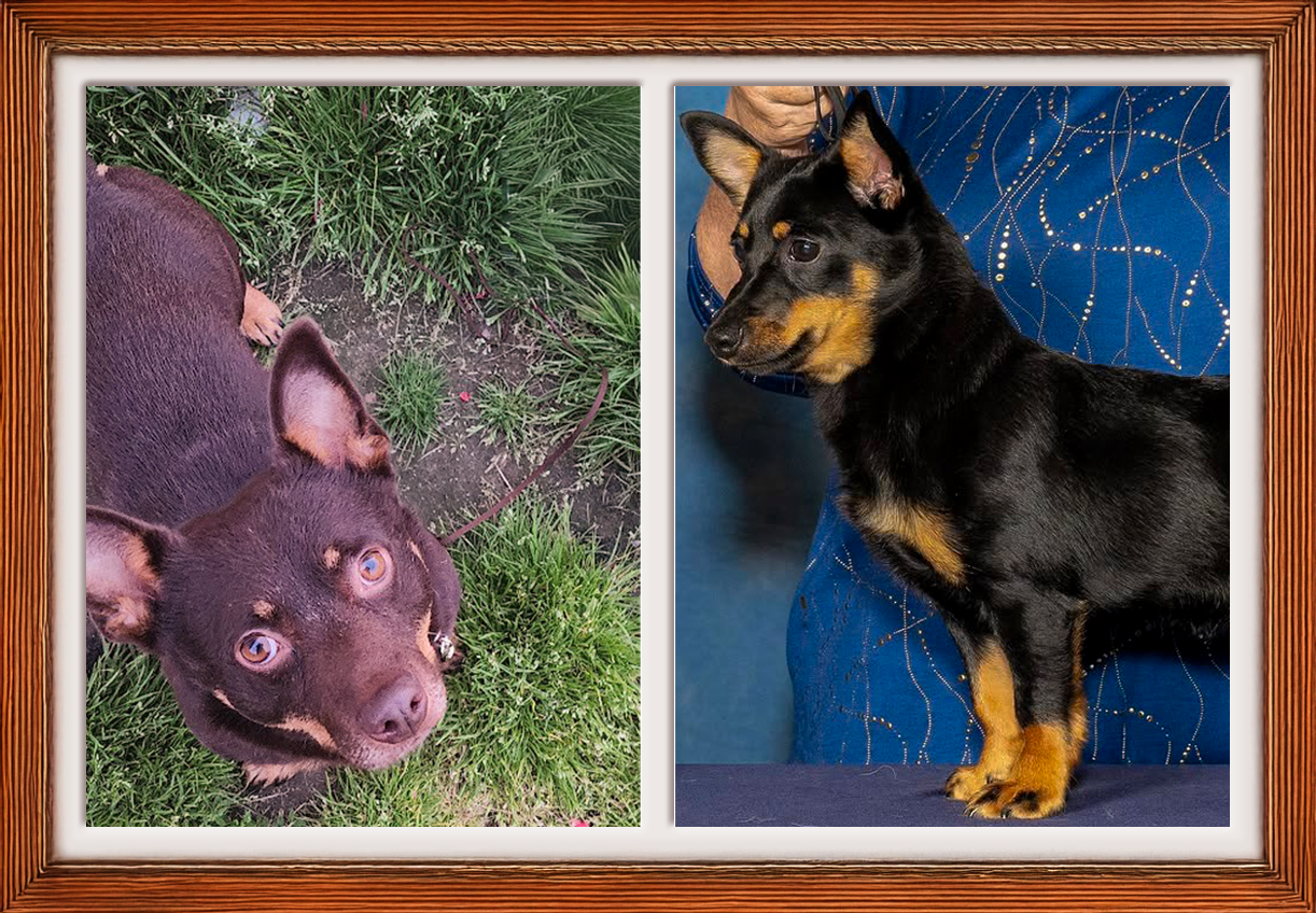Framed portraits of Ziggy (left) and Allie (right), prizewinning and prized Lancashire Heelers