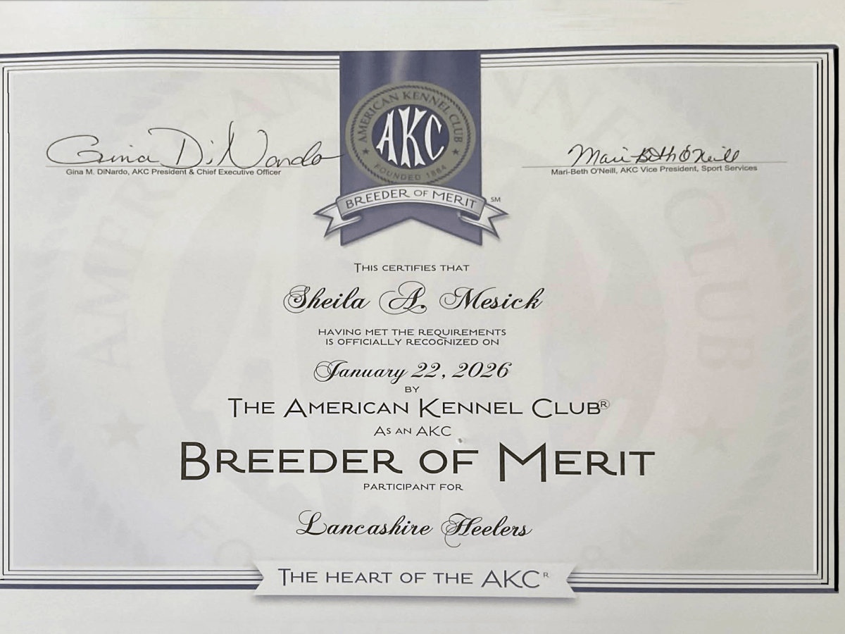 Sheila Mesick: Award-Winning Lancashire Heeler&nbsp;Breeder